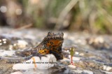 Yellow-billed Toad, Reptiles and amphibians photography in Bulgaria Photo by Georgi Krastev