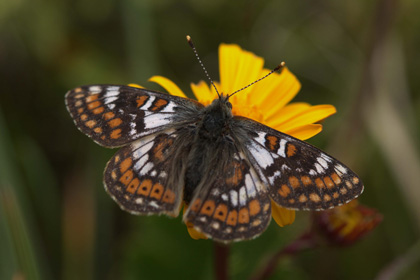 Our Butterflies of the Balkans tour ended with 142 species!